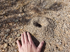 Myrmecocystus mexicanus