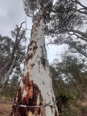 Eucalyptus accedens
