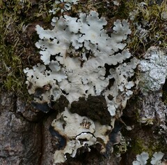 Ricasolia amplissima