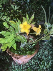 Allamanda cathartica