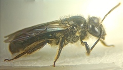 Leioproctus