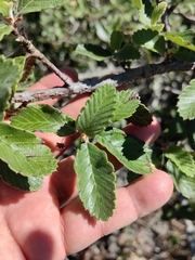 Cercocarpus pringlei