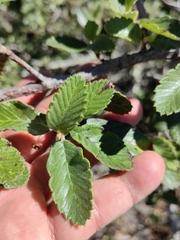 Cercocarpus pringlei