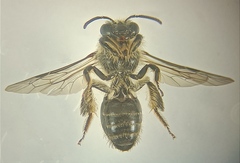 Leioproctus