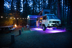 Trichaptum abietinum