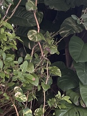 Coccoloba diversifolia