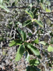 Cercocarpus pringlei