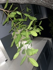 Calophyllum brasiliense