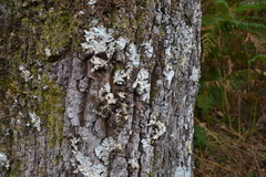 Ricasolia amplissima