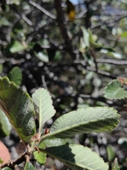 Cercocarpus pringlei
