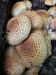 Pholiota