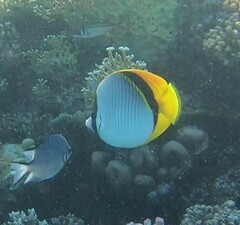 Chaetodon lineolatus