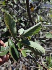 Cercocarpus pringlei