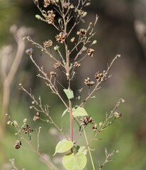 Wissadula amplissima