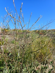 Osteospermum junceum