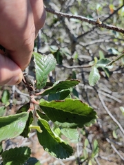 Cercocarpus pringlei