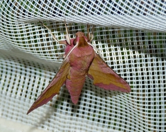 Deilephila porcellus