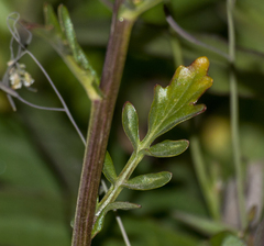 Barbarea