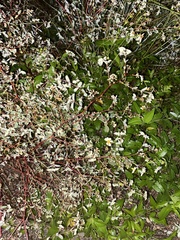 Euphorbia lasiocarpa