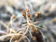 Androsace occidentalis