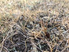 Androsace occidentalis