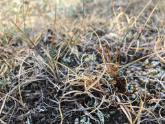 Androsace occidentalis