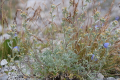 Artemisia umbelliformis
