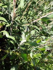 Osteospermum junceum