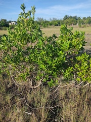 Conocarpus erectus