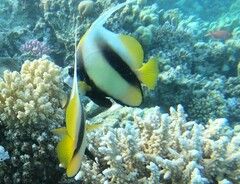 Heniochus intermedius