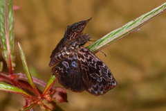 Cycloglypha thrasibulus