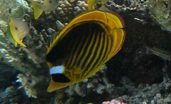 Chaetodon fasciatus