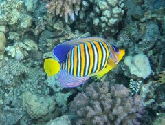Pygoplites diacanthus