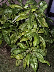 Persea americana