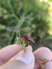 Graphosoma interruptum