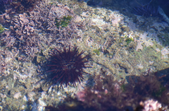 Mesocentrotus franciscanus