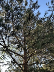 Pinales