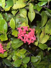 Ixora