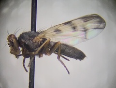 Melieria