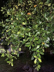 Terminalia buceras