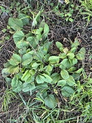 Plantago major