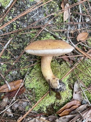 Tylopilus tabacinus