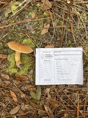Tylopilus tabacinus