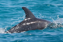 Tursiops aduncus