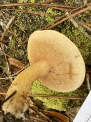 Tylopilus tabacinus