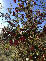 Cotoneaster