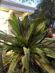 Asparagaceae