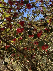 Cotoneaster
