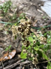 Sida cordifolia