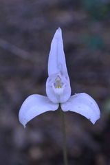 Codonorchis lessonii